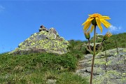 31 Fiore di arnica (Arnica montana)